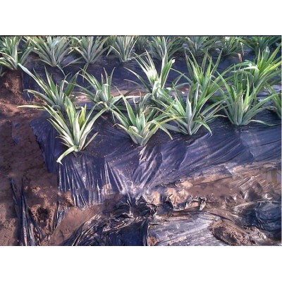 Agriculture Black Pineapple Mulch Film Exported to Maritius Punch Hole